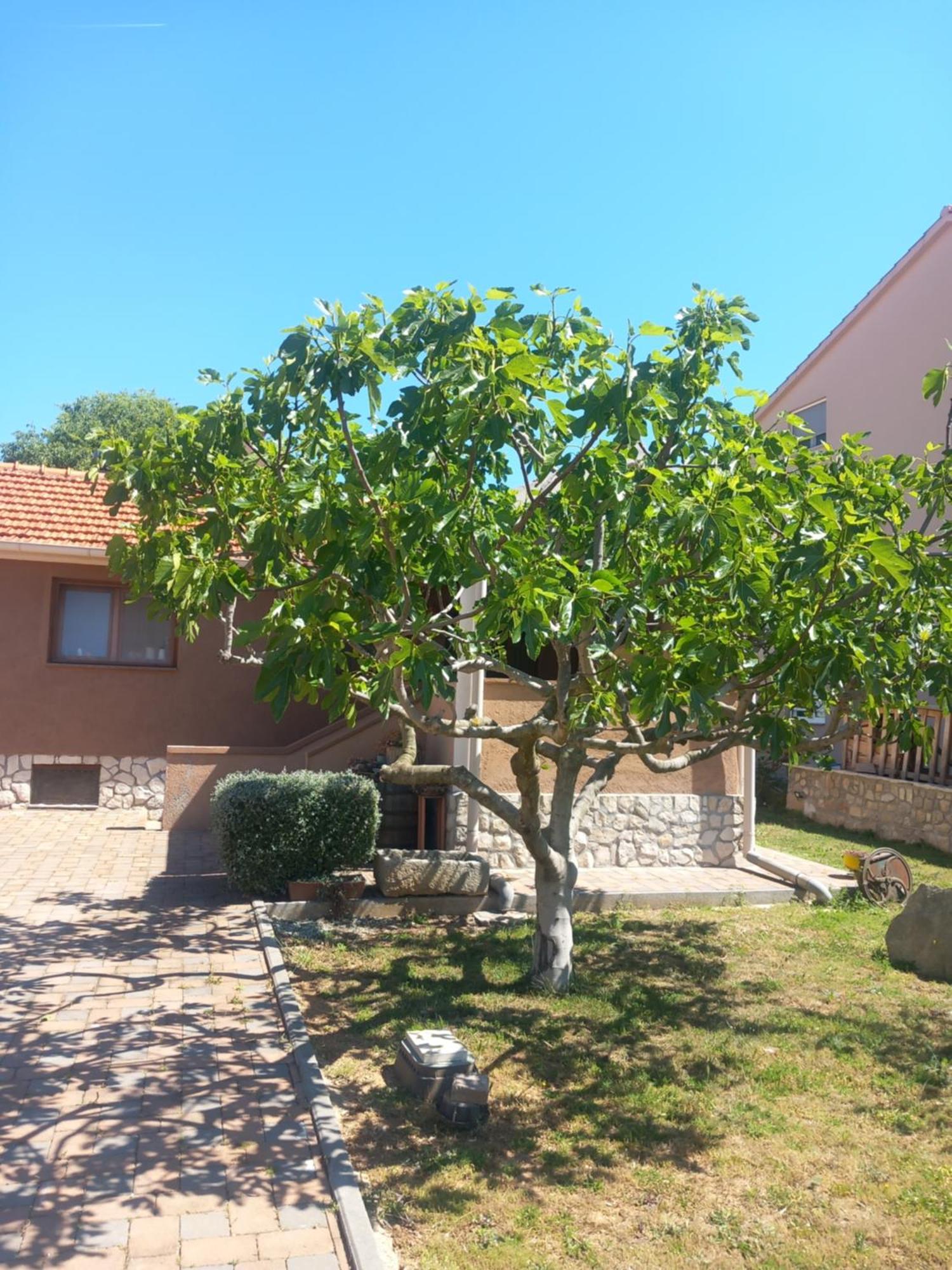 Apartmani Goga Biograd Na Moru Exterior photo